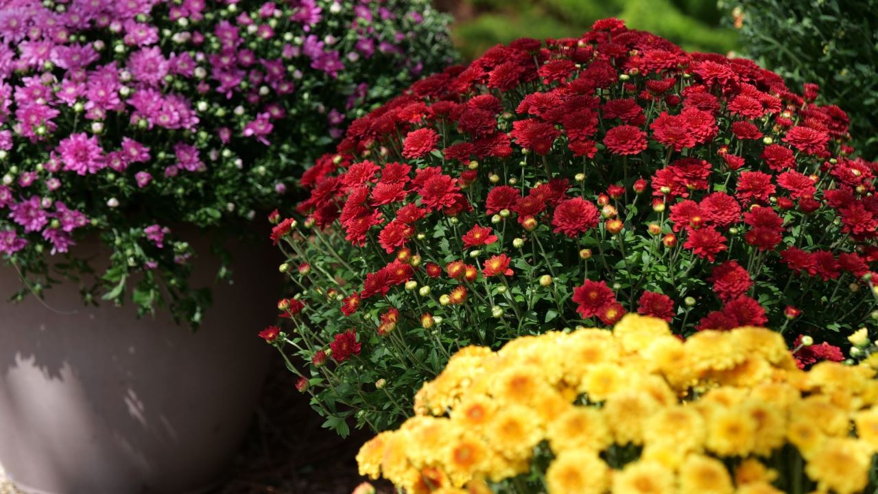Get It Growing: You can add colorful chrysanthemums before fall starts
